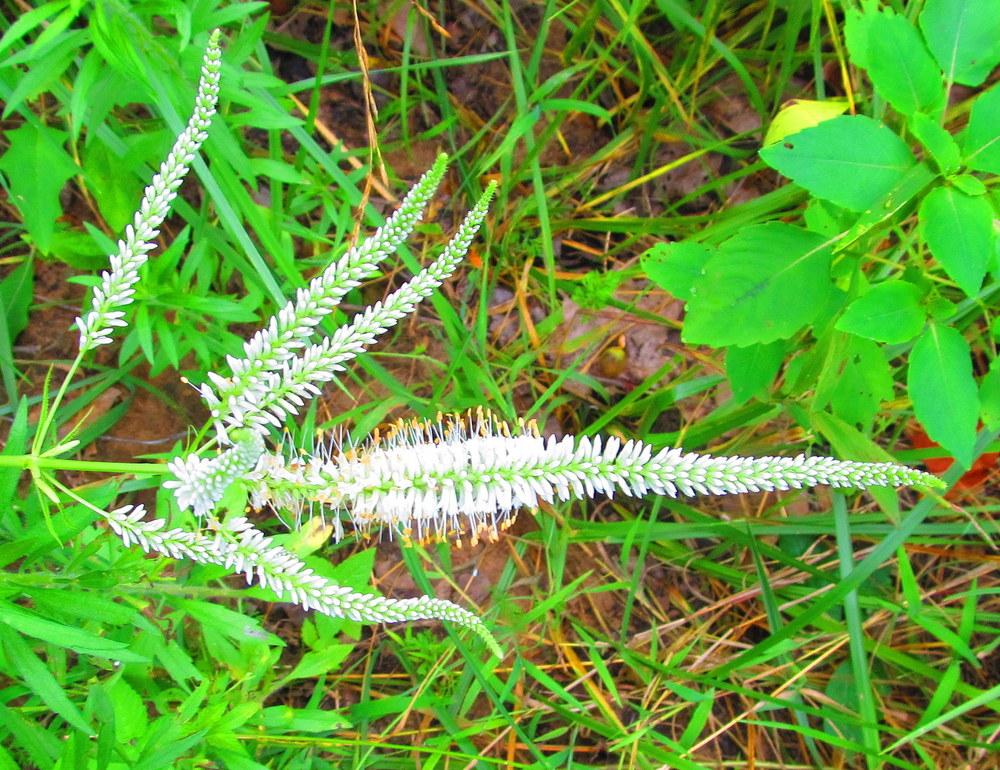 Photo of Culver's Root (Veronicastrum virginicum) uploaded by jmorth