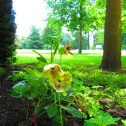 Location: Vander Veer Botanical Gardens - Davenport, Iowa
Date: 2011-07-02