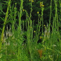 Location: Quad Cities Botanical Garden, Rock Island, Il.
Date: 7-1-12
behind the Compass Plants