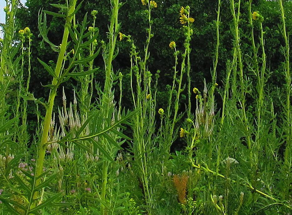 Photo of Culver's Root (Veronicastrum virginicum) uploaded by jmorth