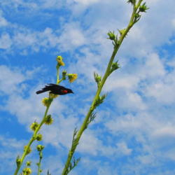 Location: Quad Cities Botanical Garden, Rock Island, Il.
Date: 7-1-12
Red Winged Blackbird thereon