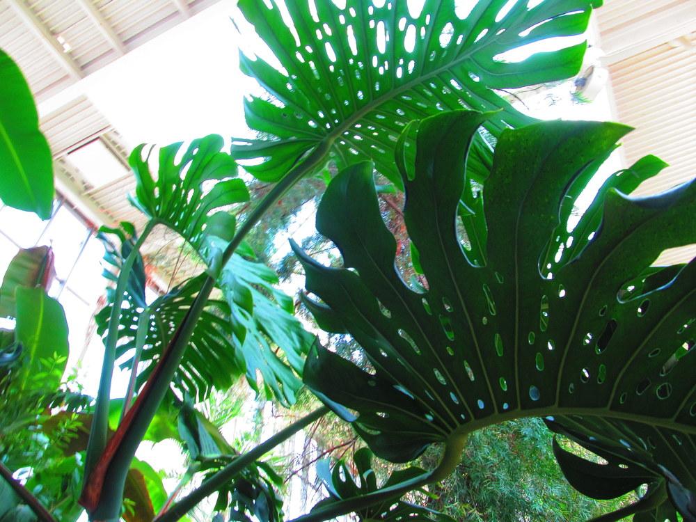 Photo of Split-Leaf Philodendron (Monstera deliciosa) uploaded by jmorth