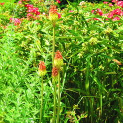 Location: Vander Veer Botanical Gardens - Davenport, Iowa
Date: 2011-07-02