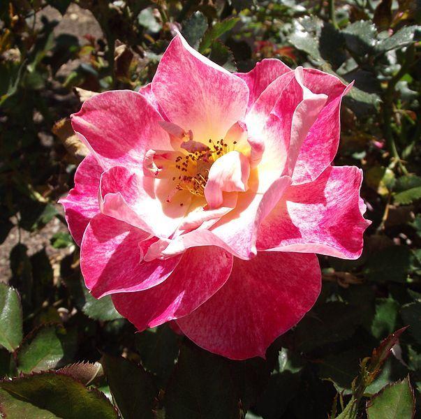 Photo of Rose (Rosa 'Lovestruck') uploaded by robertduval14