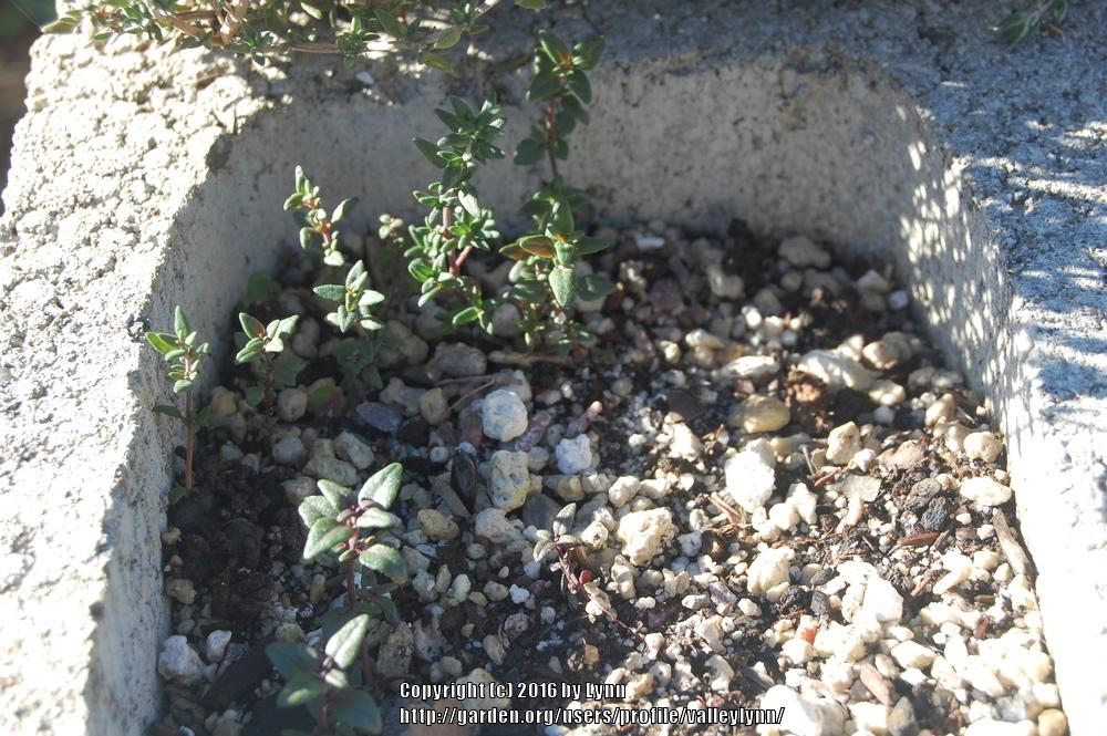 Photo of Common Thyme (Thymus vulgaris) uploaded by valleylynn
