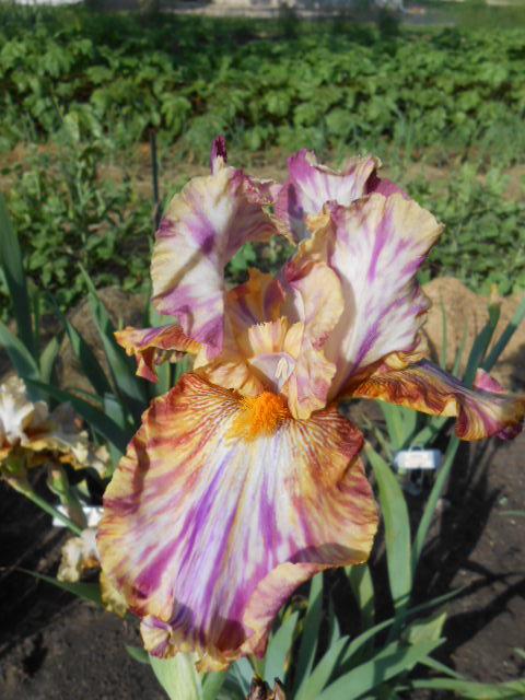 Photo of Tall Bearded Iris (Iris 'Autumn Years') uploaded by crowrita1