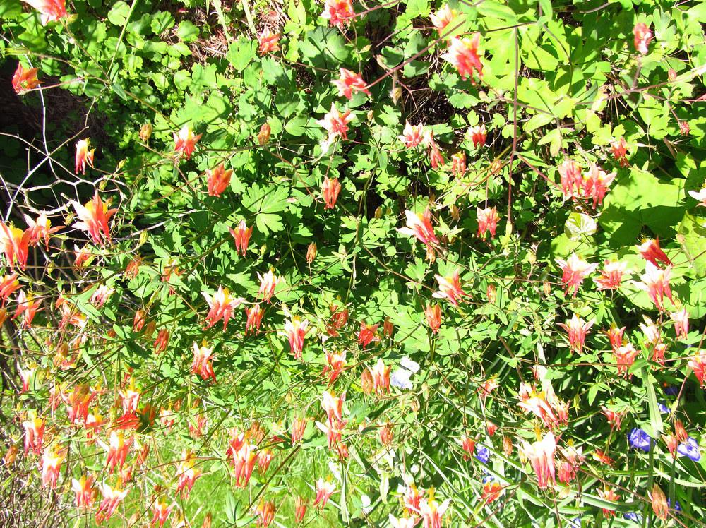 Photo of Eastern Red Columbine (Aquilegia canadensis) uploaded by jmorth