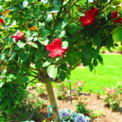 Location: Vander Veer Botanical Gardens - Davenport, IowaDate: 2011-07-02Grown as a 'standard' (tree form)