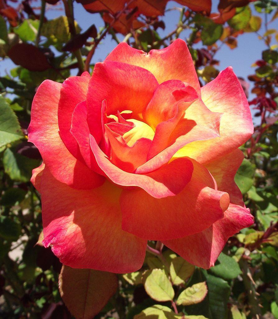 Photo of Rose (Rosa 'Mardi Gras') uploaded by robertduval14