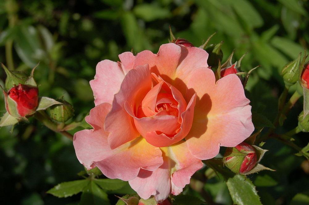 Photo of Rose (Rosa 'Marie Curie') uploaded by robertduval14