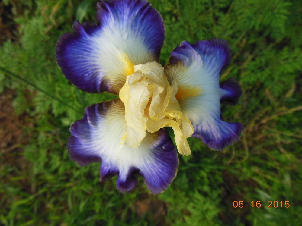 Photo of Tall Bearded Iris (Iris 'Moon at Midnight') uploaded by ILOVEDAYLILIES