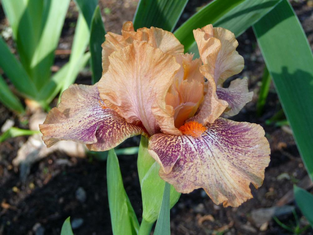 Photo of Intermediate Bearded Iris (Iris 'Persnickety') uploaded by Lestv