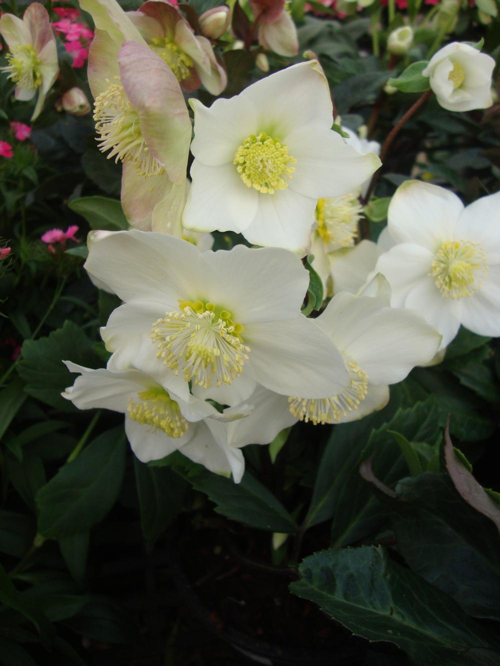 Photo of Hellebore (Helleborus niger Gold Collection® Jacob) uploaded by Paul2032
