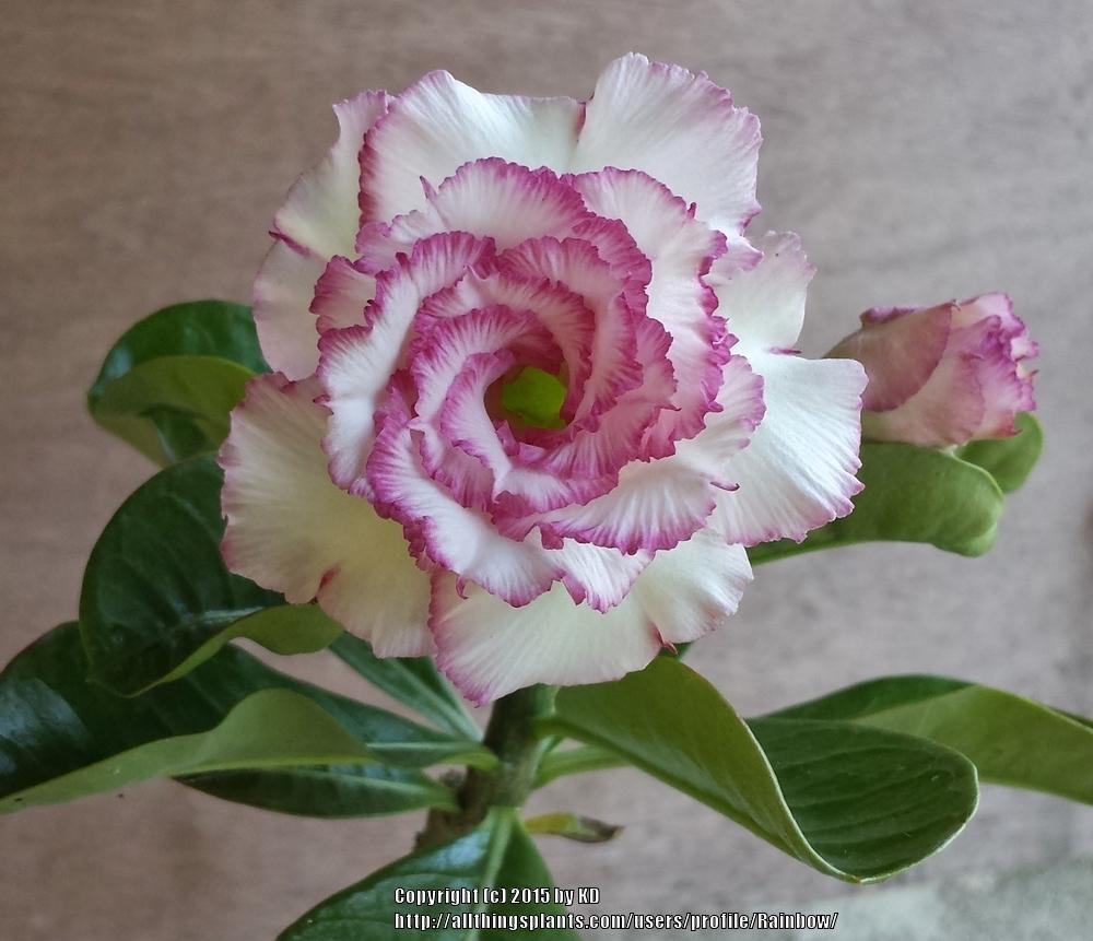 Photo of Desert Rose (Adenium obesum 'Carnation') uploaded by Rainbow