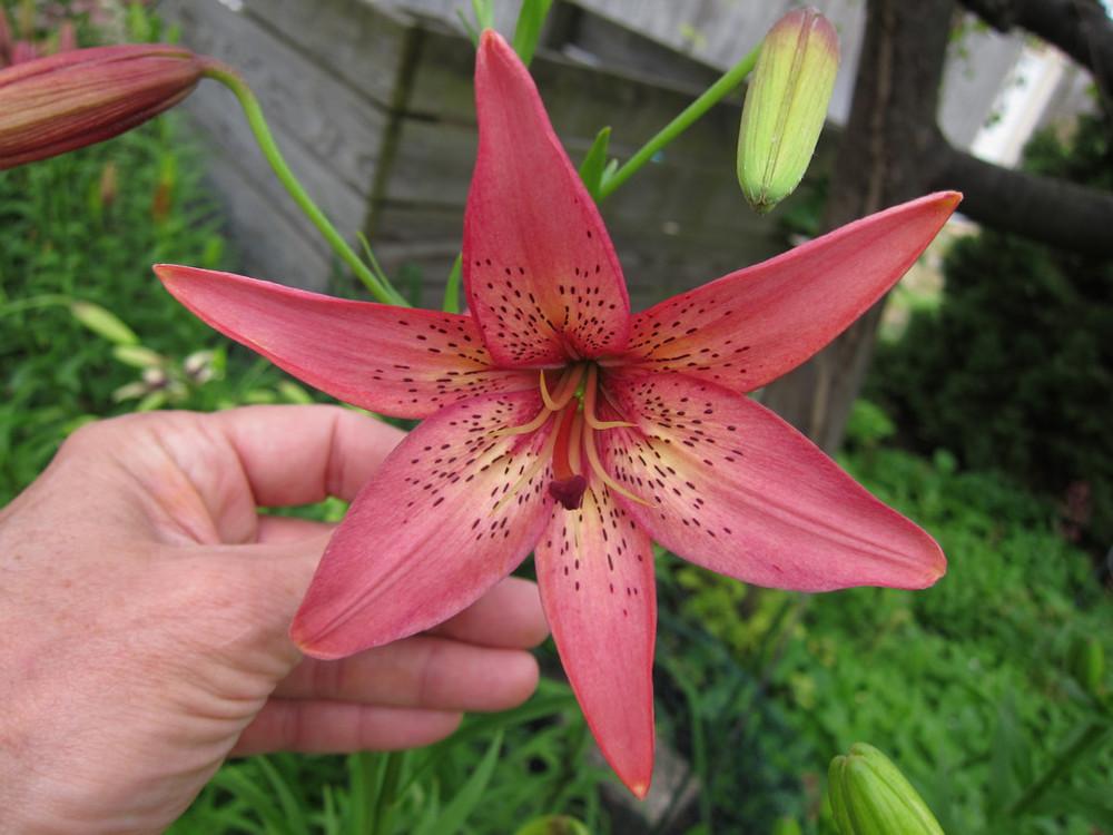 Photo of Lily (Lilium 'Napa Valley') uploaded by hankz