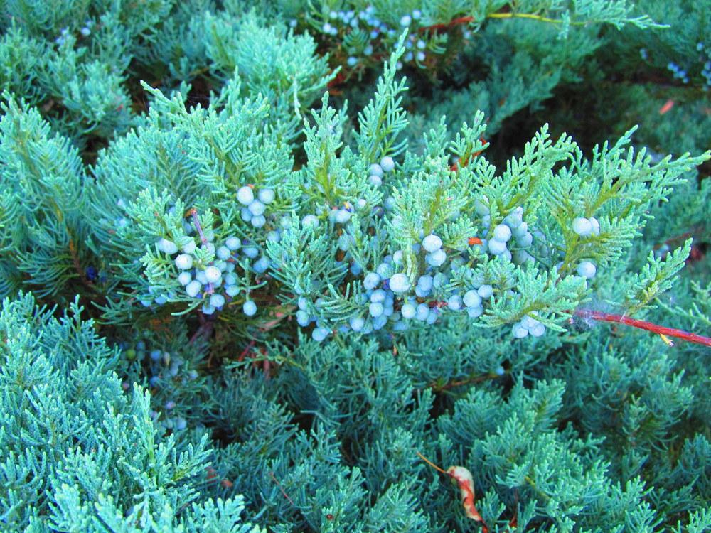 Photo of Juniper (Juniperus) uploaded by jmorth