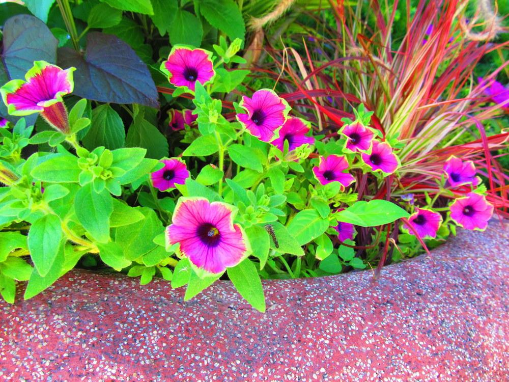 Photo of Milliflora Spreading/Trailing Petunia (Petunia Supertunia® Picasso in Pink™) uploaded by jmorth