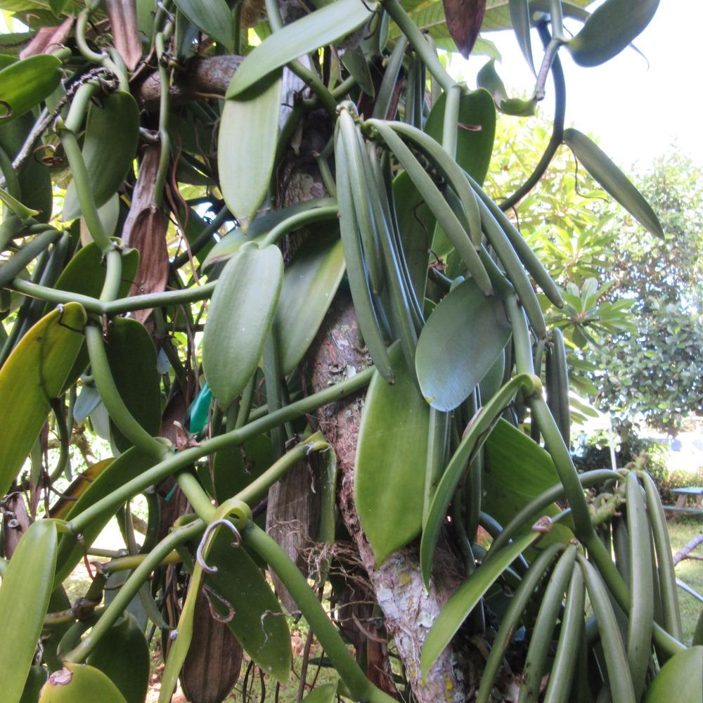 Photo of Vanilla Orchid (Vanilla planifolia) uploaded by Bonehead