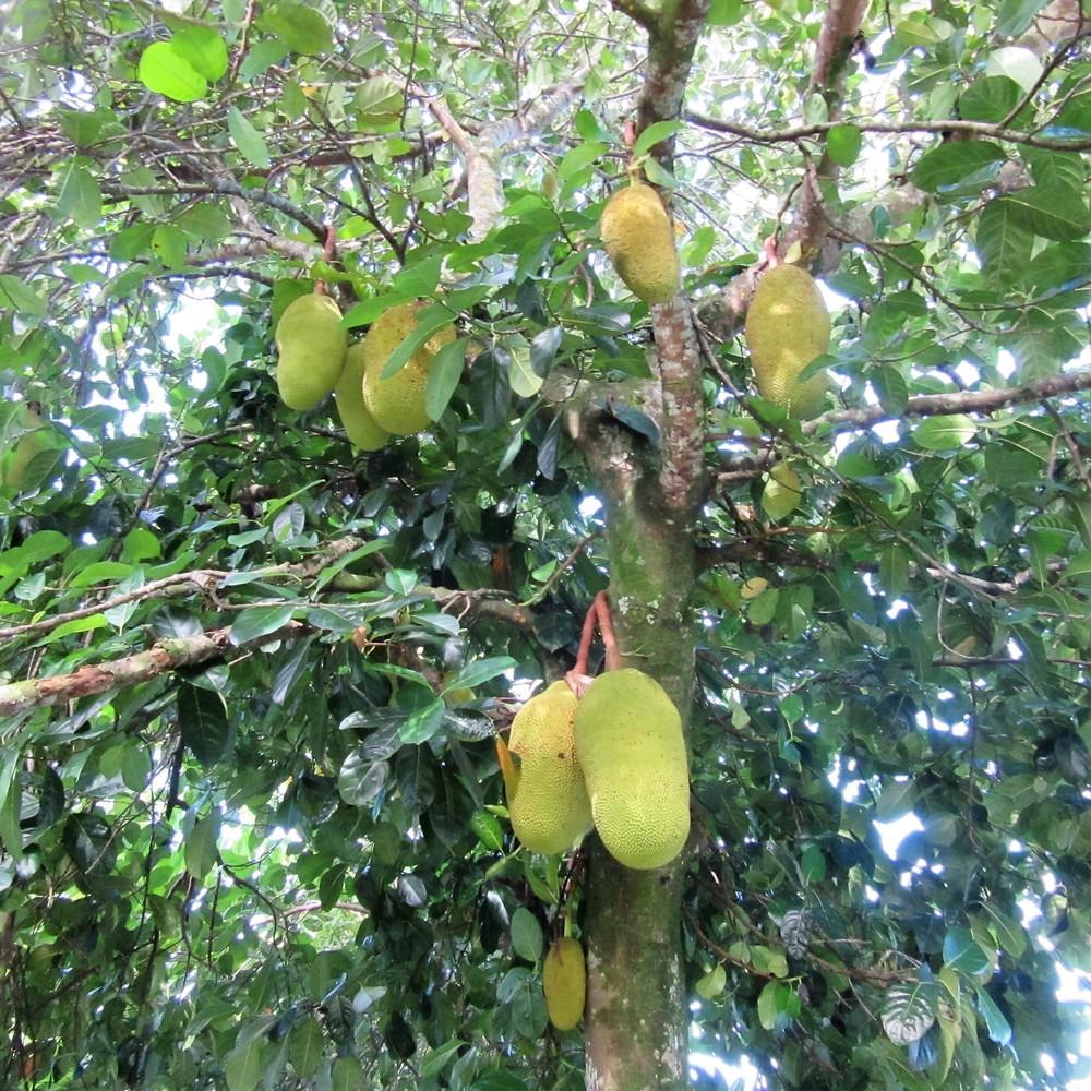 Photo of Jackfruit (Artocarpus heterophyllus) uploaded by Bonehead
