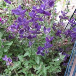 Location: Patio
Date: early October
Salvia Marble Arch Blue grown in container