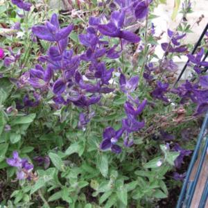 Salvia Marble Arch Blue grown in container