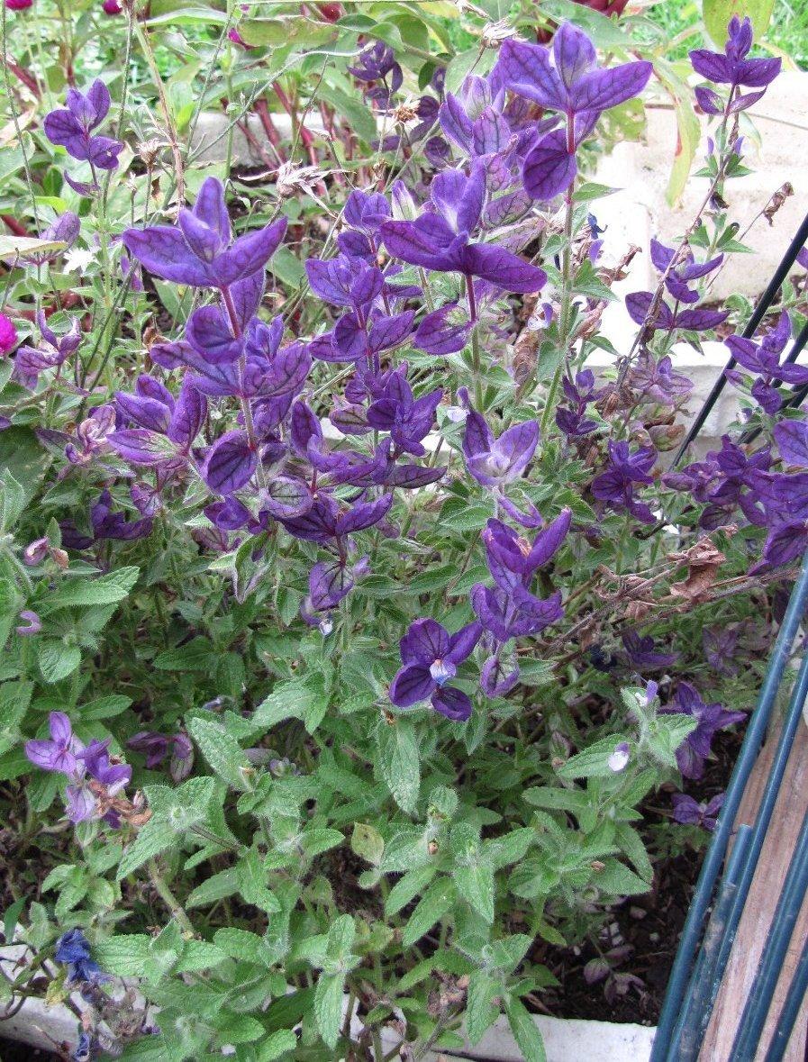 Photo of Clary Sage (Salvia viridis 'Marble Arch Blue') uploaded by HoosierHarvester