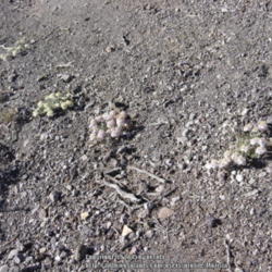 Location: Atacama Desert, Chile
Date: January 2005
Copyright belongs to my friend Ricardo Martini.