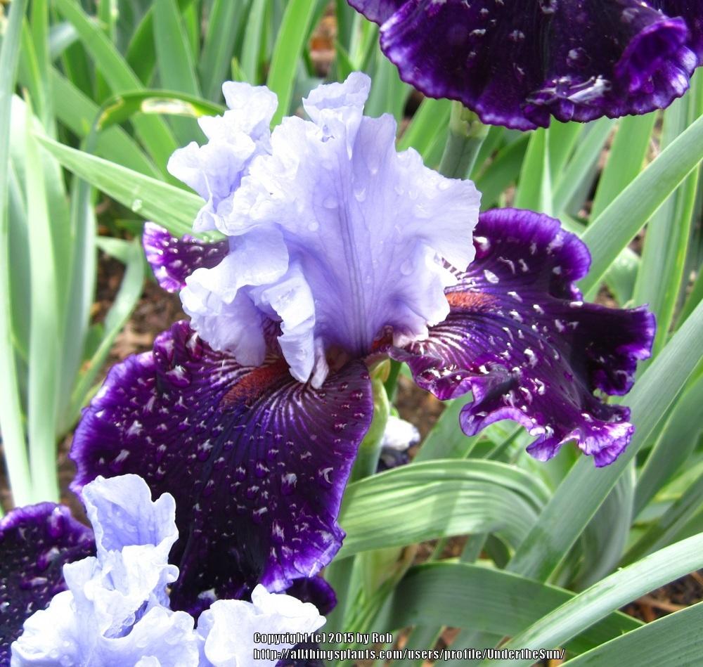 Photo of Tall Bearded Iris (Iris 'Wicked Good') uploaded by UndertheSun