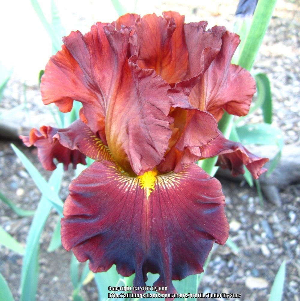 Photo of Tall Bearded Iris (Iris 'Valentino') uploaded by UndertheSun