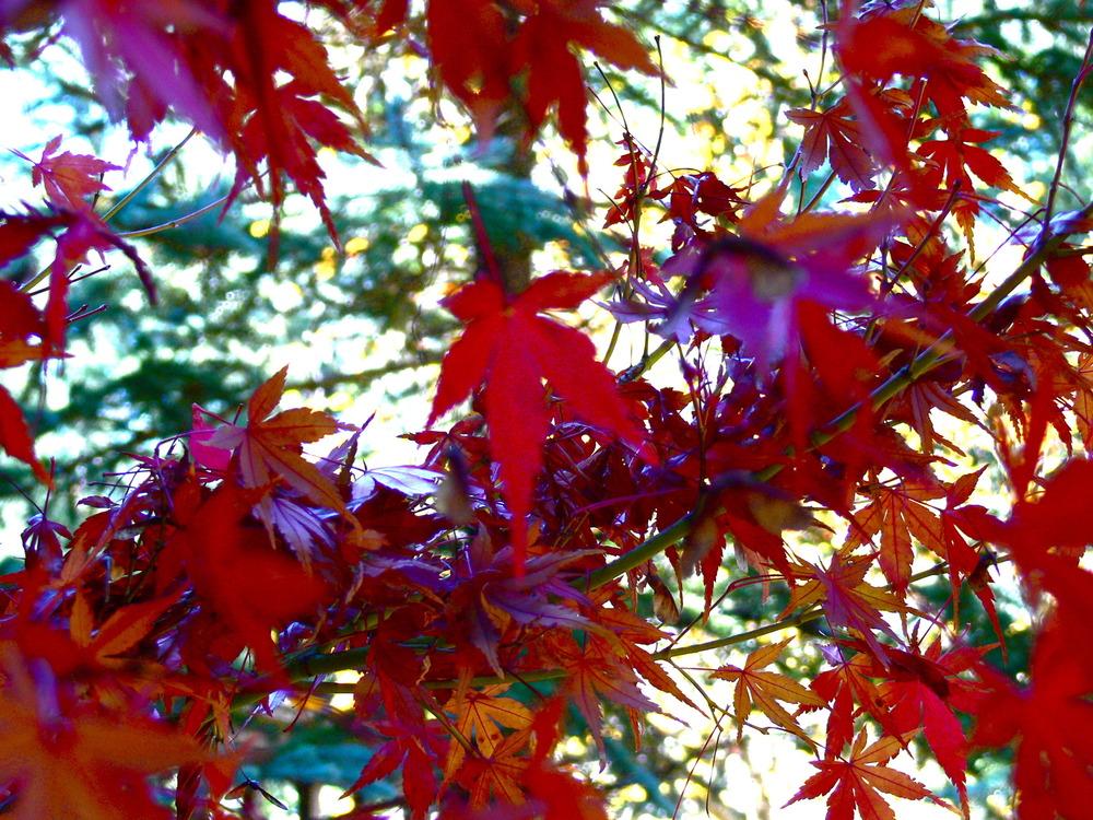 Photo of Japanese Maple (Acer palmatum) uploaded by janwax