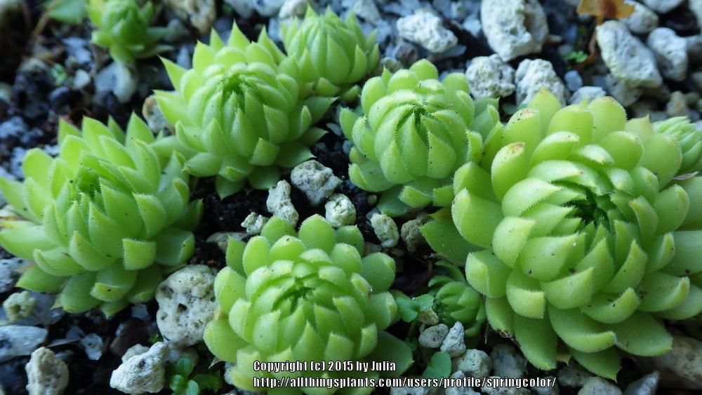 Photo of Rollers (Sempervivum globiferum subsp. allionii 'from Aione') uploaded by springcolor