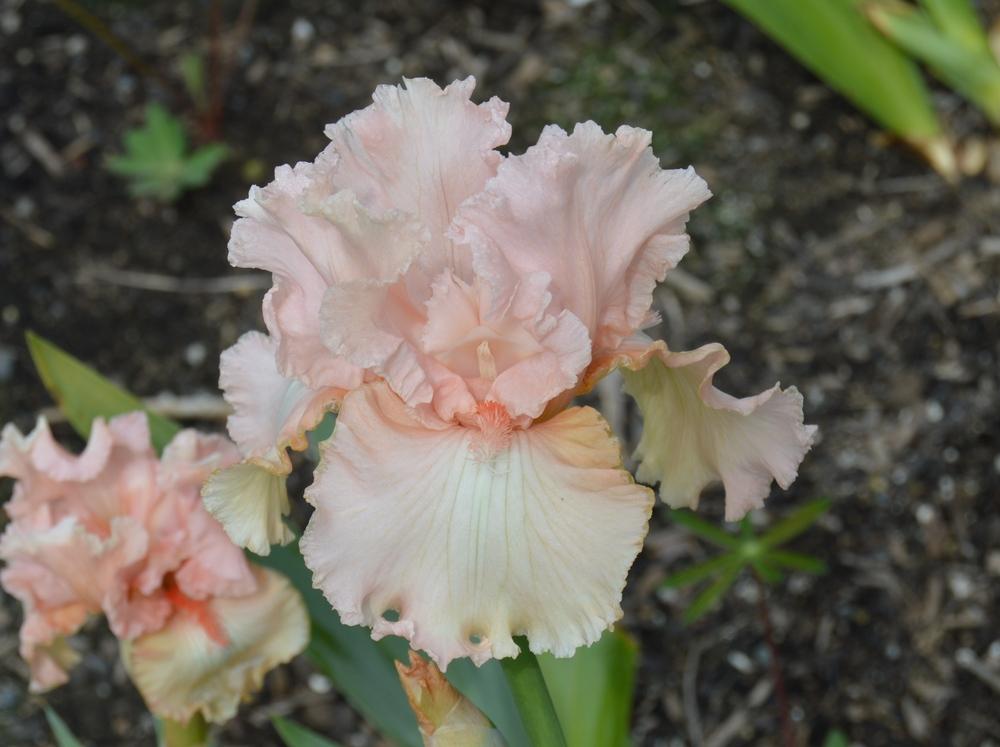 Photo of Tall Bearded Iris (Iris 'Lace Artistry') uploaded by KentPfeiffer