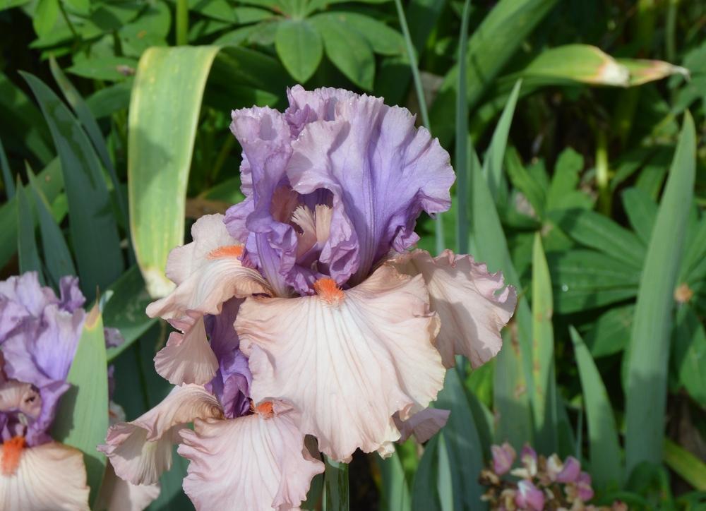 Photo of Tall Bearded Iris (Iris 'La Scala') uploaded by KentPfeiffer