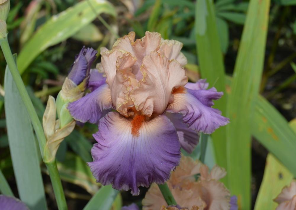 Photo of Tall Bearded Iris (Iris 'Kind Hearted') uploaded by KentPfeiffer