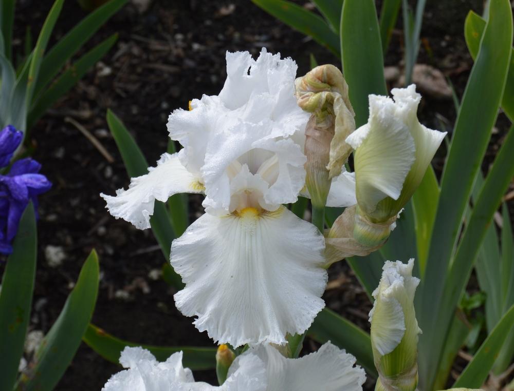 Photo of Tall Bearded Iris (Iris 'Lacy Snowflake') uploaded by KentPfeiffer