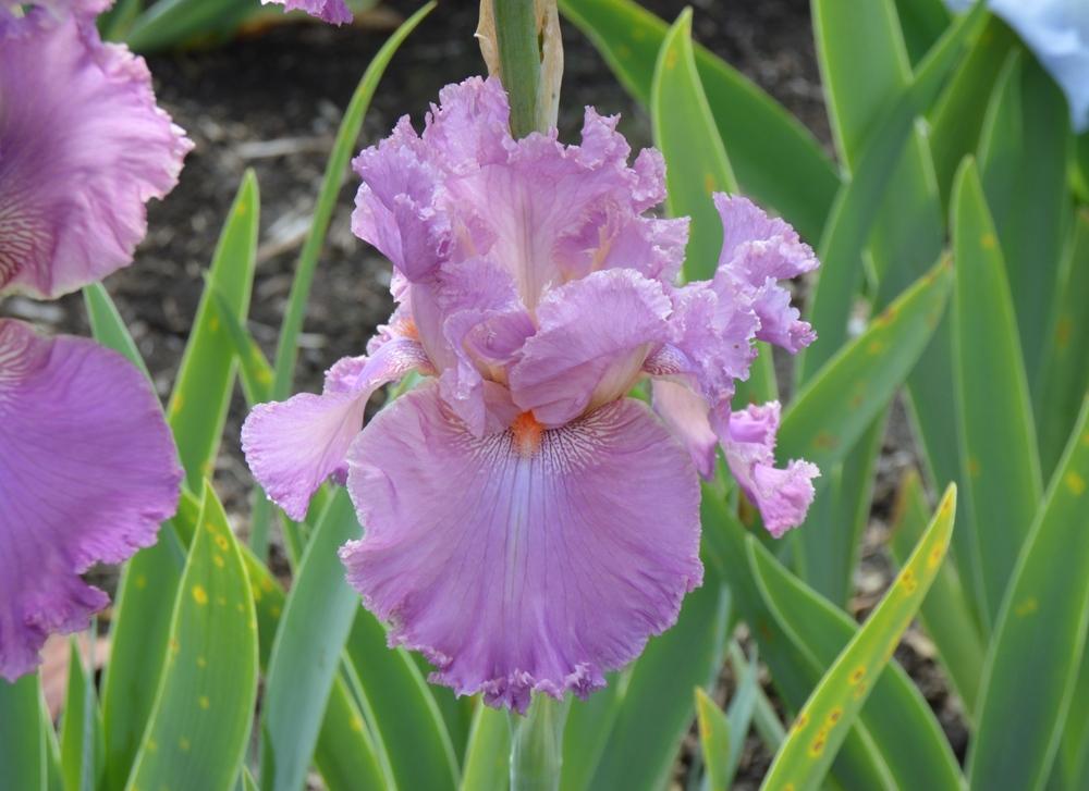 Photo of Tall Bearded Iris (Iris 'Kaligazam') uploaded by KentPfeiffer