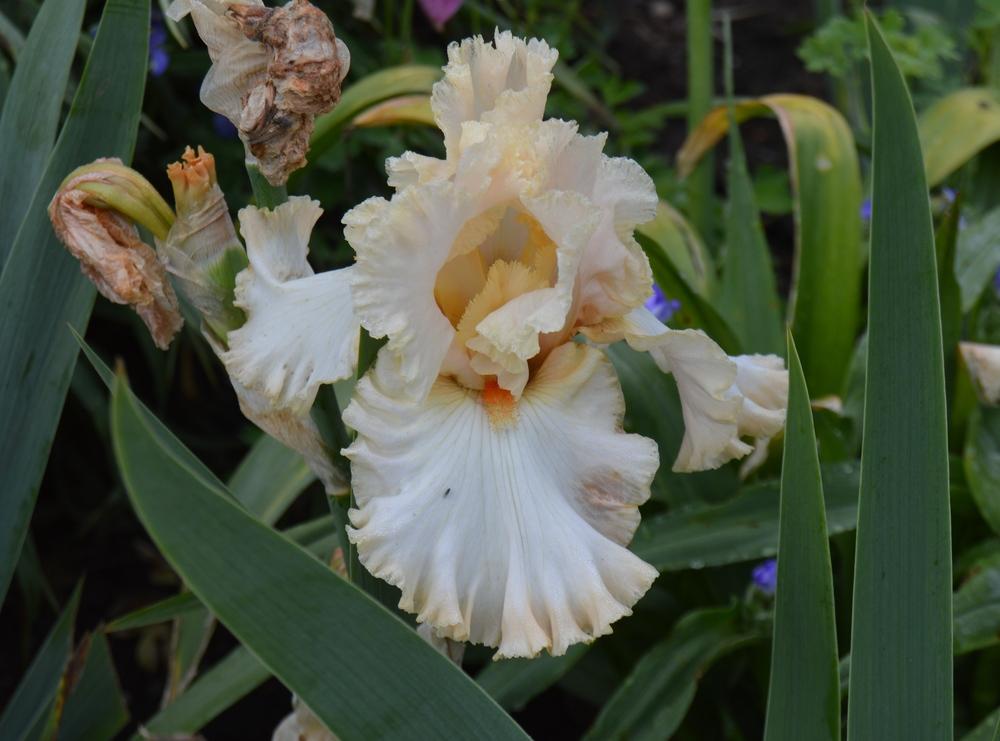 Photo of Tall Bearded Iris (Iris 'Karen Joyce') uploaded by KentPfeiffer
