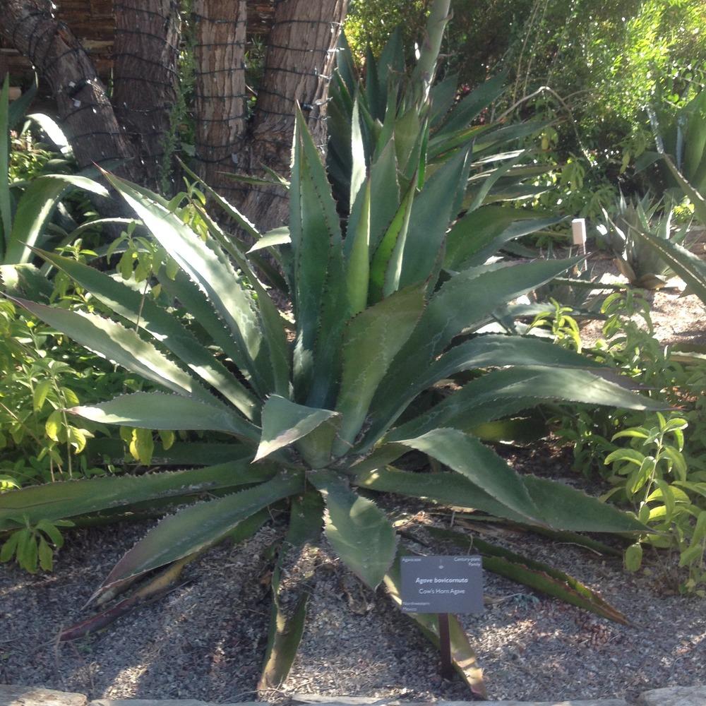 Photo of Cow's Horn Agave (Agave bovicornuta) uploaded by csandt