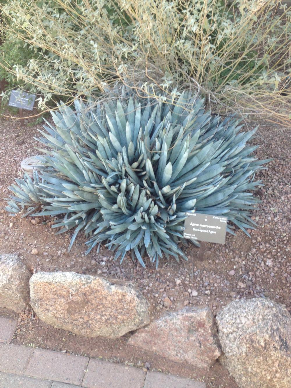 Photo of Black-Spined Agave (Agave macroacantha) uploaded by csandt