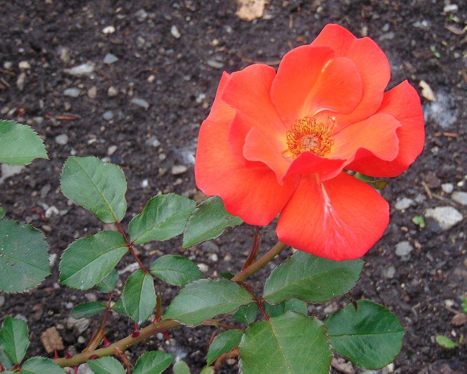 Photo of Rose (Rosa 'Natasha Maria') uploaded by robertduval14