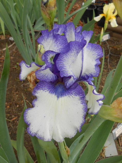 Photo of Border Bearded Iris (Iris 'Orinoco Flow') uploaded by crowrita1