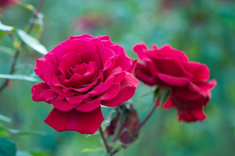 Photo of Rose (Rosa 'Nina Weibull') uploaded by robertduval14