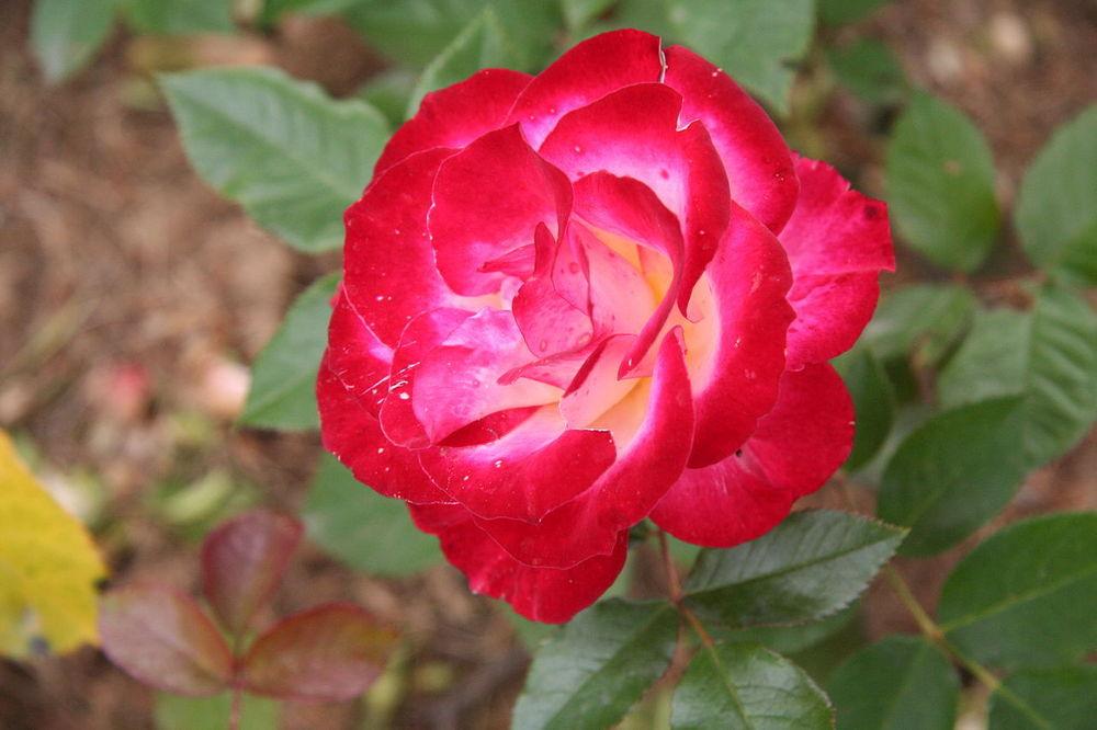 Photo of Rose (Rosa 'Novaia') uploaded by robertduval14