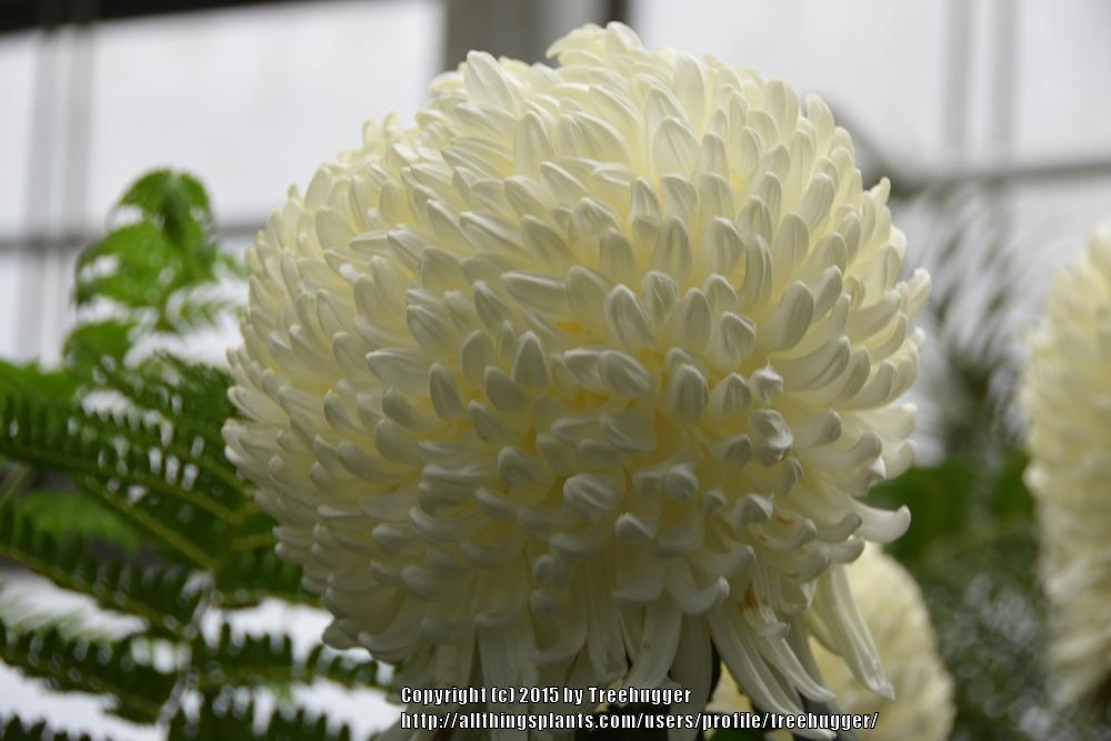 Photo of Irregular Chrysanthemum (Chrysanthemum x morifolium 'Kenbu') uploaded by treehugger