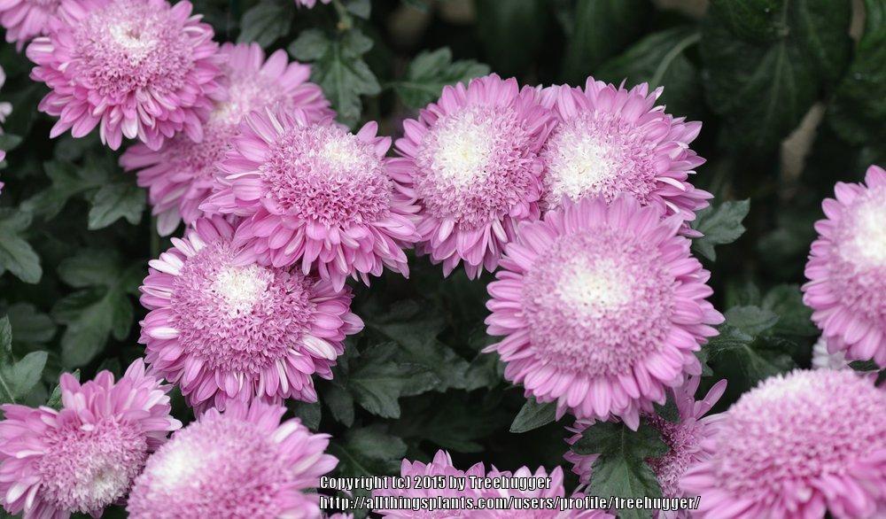Photo of Anemone Mum (Chrysanthemum 'Purple Light') uploaded by treehugger