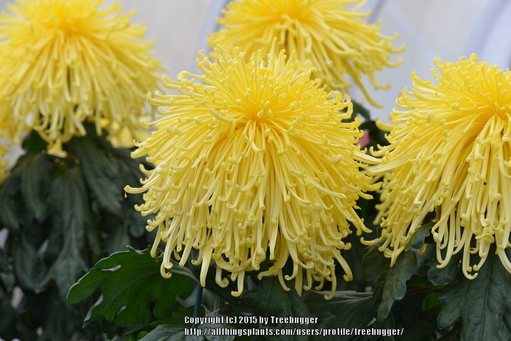 Photo of Spider Chrysanthemum (Chrysanthemum x morifolium 'Golden Splendor') uploaded by treehugger