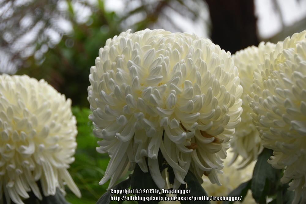 Photo of Irregular Chrysanthemum (Chrysanthemum x morifolium 'Kenbu') uploaded by treehugger