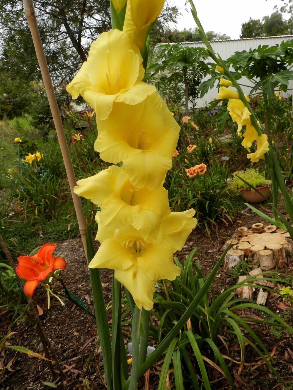 Photo of Gladiola (Gladiolus) uploaded by Gleni