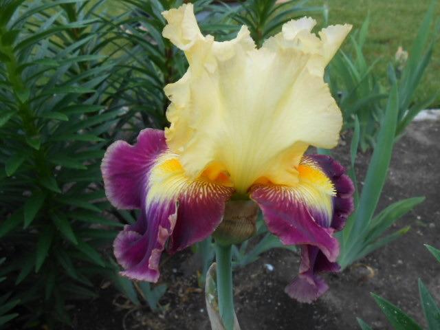 Photo of Tall Bearded Iris (Iris 'Who Needs a Prince') uploaded by crowrita1