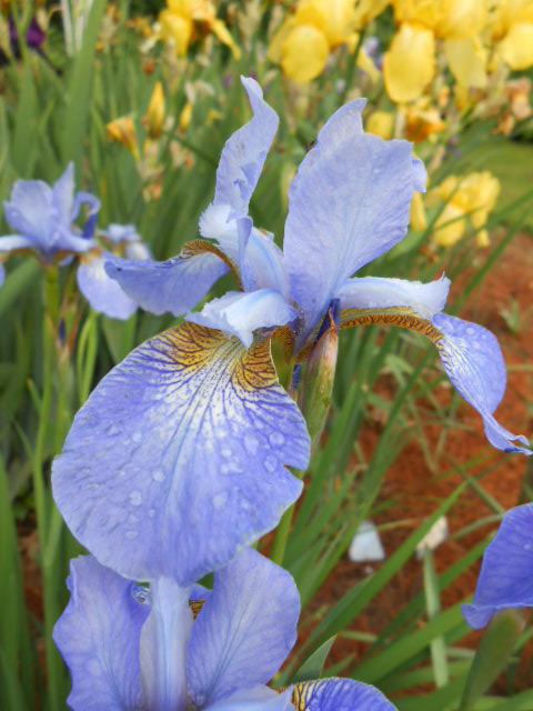 Photo of Siberian Iris (Iris 'Grey Prince') uploaded by crowrita1